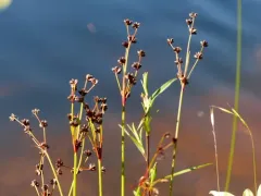 Flat-leaved Rush thumbnail 3