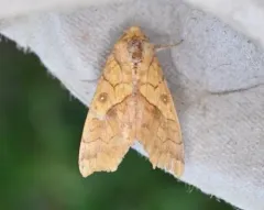 Yellow Scallop Moth thumbnail 1
