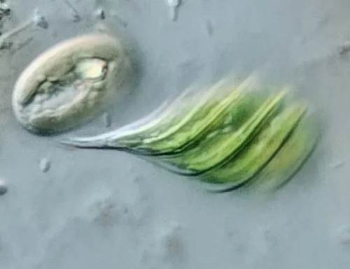 Monomorphina pyrum