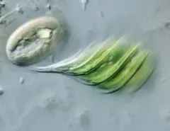 Monomorphina pyrum thumbnail 1