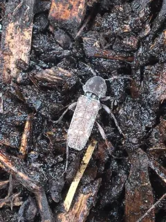Xylotrechus mormonus thumbnail 1