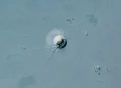 Diplophrys archeri thumbnail 1