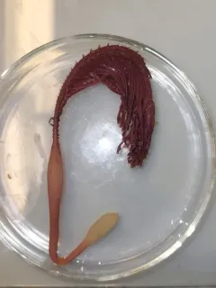 Pennatula aculeata thumbnail 1