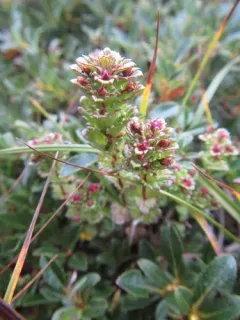 Oakes' Eyebright thumbnail 3