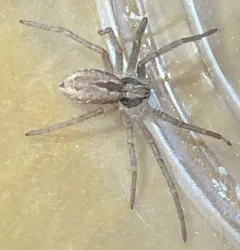 Cricket Thief Spider thumbnail 3
