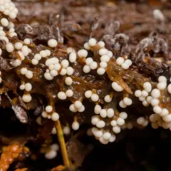 Trichia varia thumbnail 4