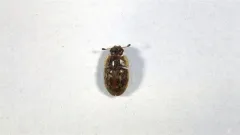 Cryptarcha concinna thumbnail 3