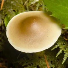 Soapy Trich thumbnail 4