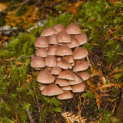 Cluster Cap thumbnail 4