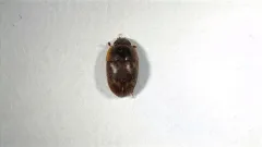 Cryptarcha strigatula thumbnail 3