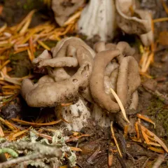 Pseudorhizina californica thumbnail 4