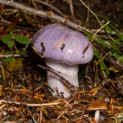 Phlegmacium subfoetidum thumbnail 4