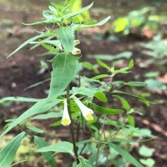 narrowleaf cow wheat thumbnail 2