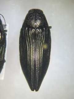 Buprestis subornata thumbnail 3