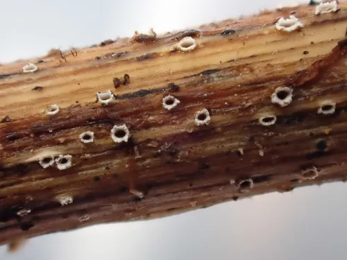 Stictis stellata