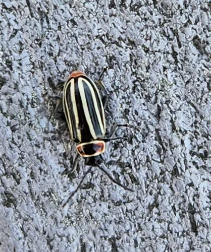 Pennsylvania Flea Beetle