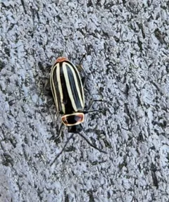 Pennsylvania Flea Beetle thumbnail 1