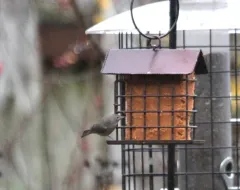 Virginia's Warbler thumbnail 4
