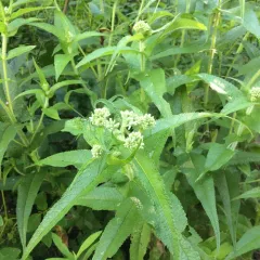 common boneset thumbnail 2