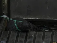 Hooded Seal thumbnail 2