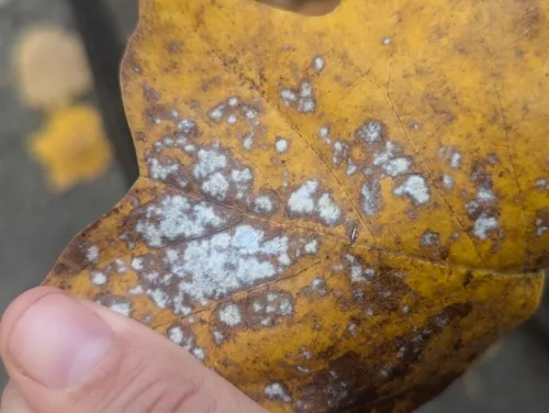 Tulip-tree Powdery Mildew