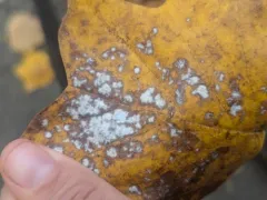Tulip-tree Powdery Mildew thumbnail 1