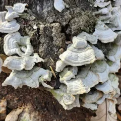 Stereum fasciatum thumbnail 4