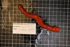 Paragorgia pacifica thumbnail 2