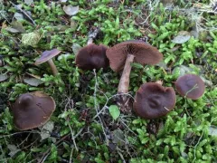 Cortinarius clarobrunneus thumbnail 2