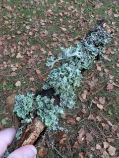 Powdered Speckled Shield Lichen thumbnail 2