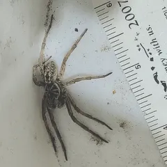 Unbanded Wolf Spider thumbnail 4
