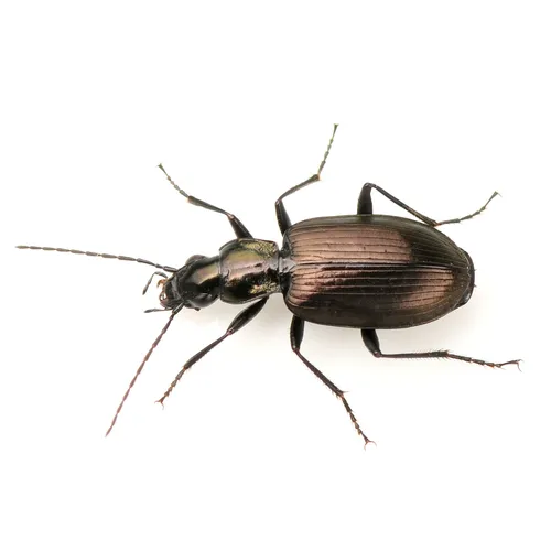 Anchomenus aeneolus