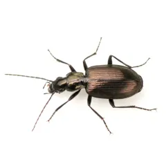 Anchomenus aeneolus thumbnail 1
