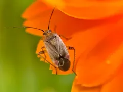 Red-spotted Aster Mirid thumbnail 3