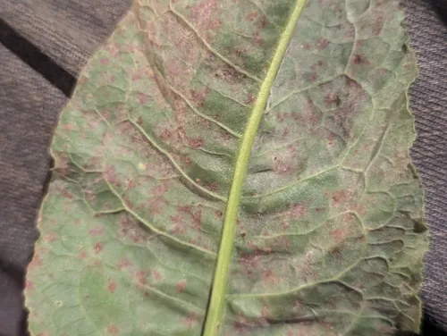Uromyces rumicis