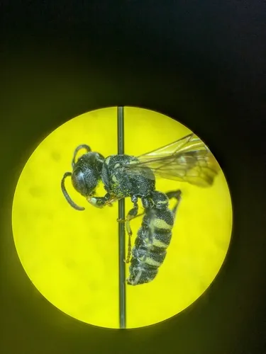 Cerceris vanduzeei