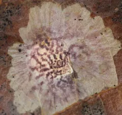 Oak Blotch Miner Moth thumbnail 2