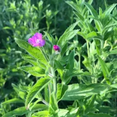 Great Willowherb thumbnail 4
