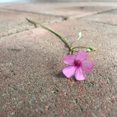 pink-sorrel thumbnail 2