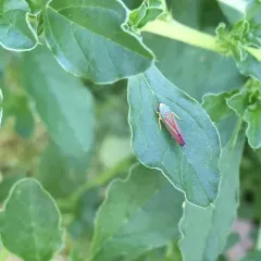 Red-banded Leafhopper thumbnail 4
