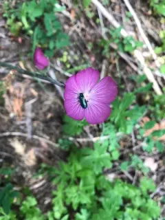 Trichodes oregonensis thumbnail 2