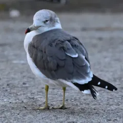 Black-tailed Gull thumbnail 4