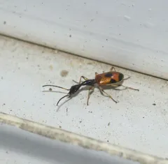 Long-necked Ground Beetle thumbnail 3