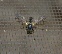 Hemyda aurata thumbnail 4