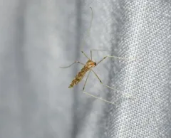 Erioptera needhami thumbnail 4