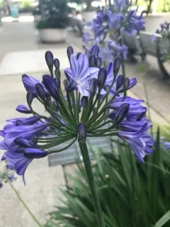 blue lily thumbnail 2