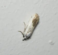 Giant Eucosma Moth thumbnail 4