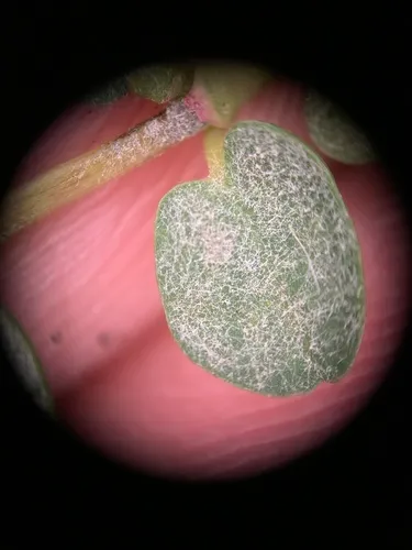 Erysiphe euphorbiicola