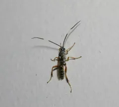 Ambloplisus ornatus thumbnail 2