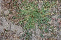 lemmon's milkvetch thumbnail 4